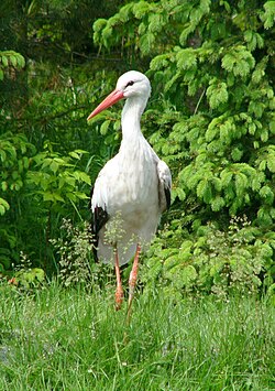 State Bird of Lithuania