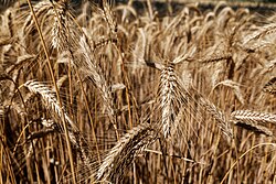 State Agrarian Crop of Mesopelagia