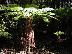 State Tree of Aotearoa