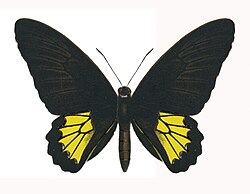 Sri Lankan birdwing