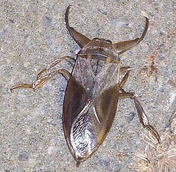 State Insect of Mesopelagia