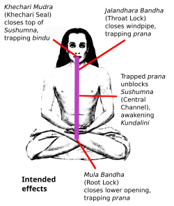 Mode of action of Mudras.svg