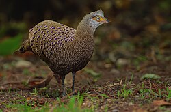 State Bird of Burma