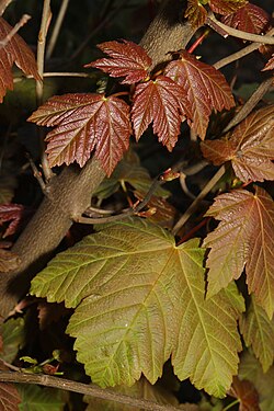 Leaf of Mesopelagia