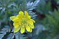 Flower of Manchurian Autonomous Region