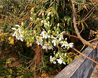 Flowers of M.&nbsp;oleifera on a morning