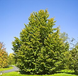 State Tree of Austria