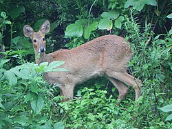 Animal of RSK Region