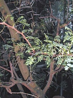 State Tree of Burma