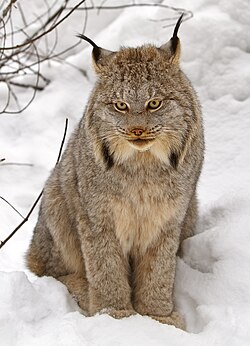 State Heritage Animal of Mesopelagia