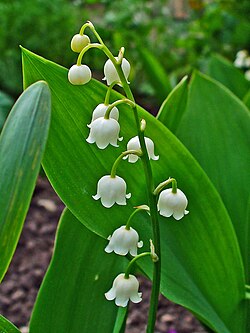 State Flower of the Finnish Republic