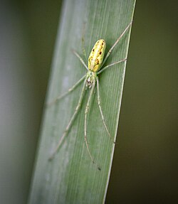 Tetragnatha sp.