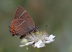 State Butterfly of the Norwegian Kingdom