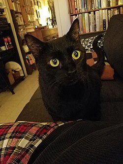 Midnight (Bombay cat).jpg