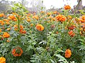 State Flower of Junagadh (Pakistan)