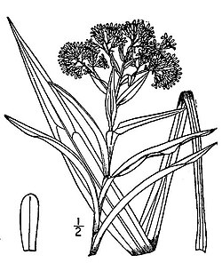 State Plant of Mesopelagia