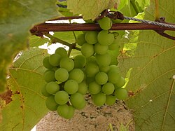 Immature fruit