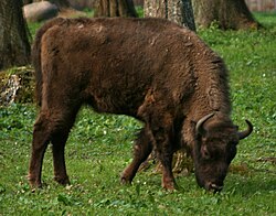 State Animal of Poland