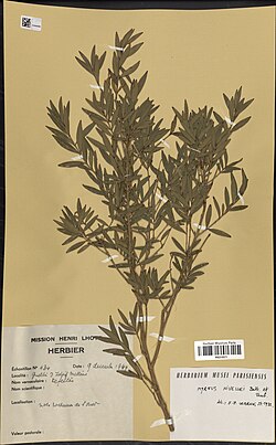 State Plant of Chad