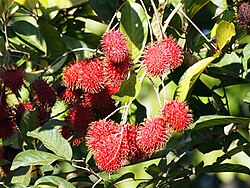 State Fruit of Burma