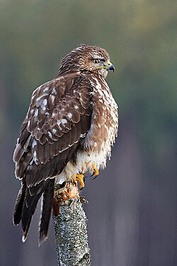 State Bird of Czechoslovakia