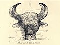 Head of bull bison