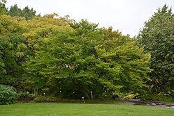 State Tree of East Türkestan