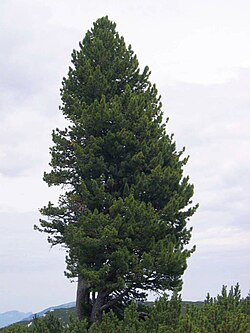 State Tree of the Independent Principality of Liechtenstein
