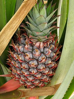 Fruit of Manipuri Praant (Hindustan)