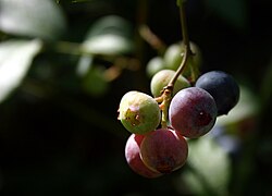 State Fruit of the United States