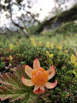 State Fruit of the Norwegian Kingdom