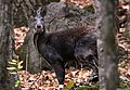 Animal of Jammu Kashmir Territory