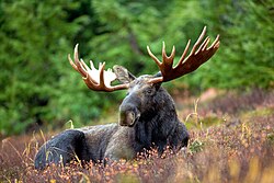 State Animal of Lithuania