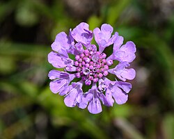 State Flower of Mongolia