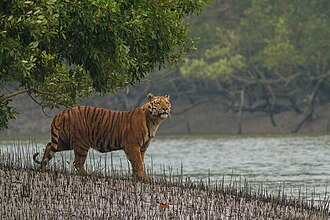 A tiger in the Sundarban Tiger Reserve, Sundarbans National Park