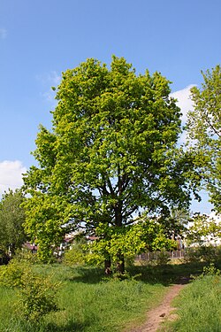 State Tree of Poland