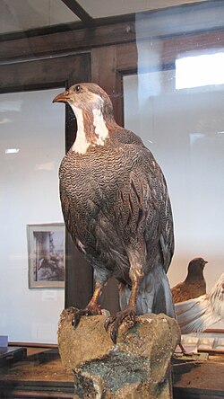 State Bird of Azerbaijan
