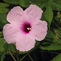 State Flower of Sierra Leone