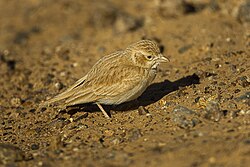 State Bird of the Western Sahara (Territory)