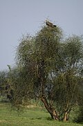 Tawny Eagle perched on Capparis decidua
