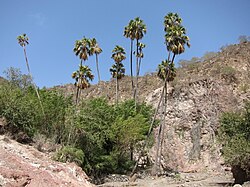 State Tree of Djibouti