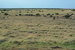 Grasslands at Nannaj Bustard Sanctuary
