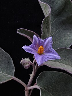 State Flower of Djibouti
