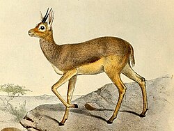 State Animal of Djibouti