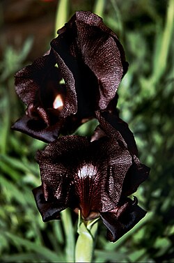 State Flower of Jordan