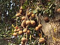 Fruit (Tamil Nadu, India)