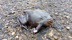Nasikabatrachus sahyadrensis