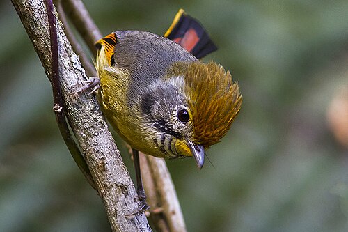Bar-throated minla (Minla strigula strigula)
