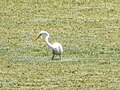 Intermediate egret