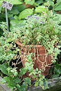 Ayurvedic Herb Ashvagandha (Indian Ginseng) (Withania somnifera)